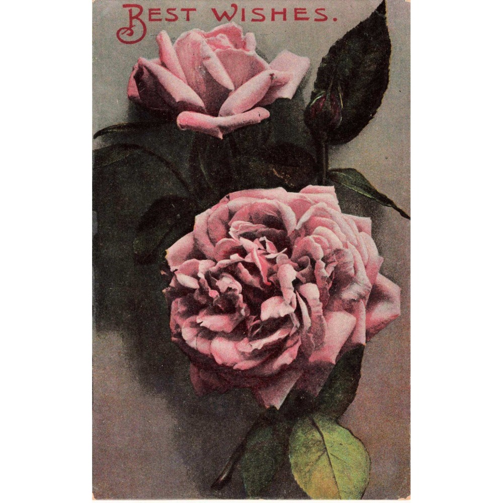 Vintage Best Wishes Pink Roses Postcard Printed in Germany Divided Back VG - Picture 1 of 2